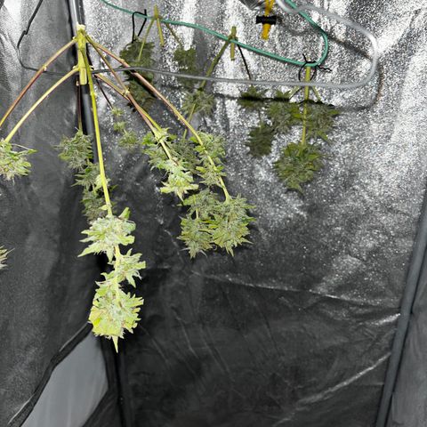 Royal Jack (Auto)  growlog timeline photo