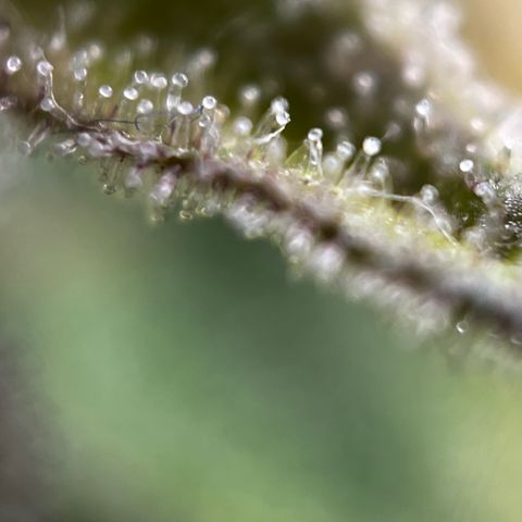 Royal Jack (Auto)  growlog timeline photo