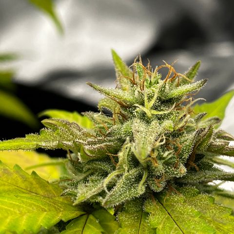 Royal Jack (Auto)  growlog timeline photo