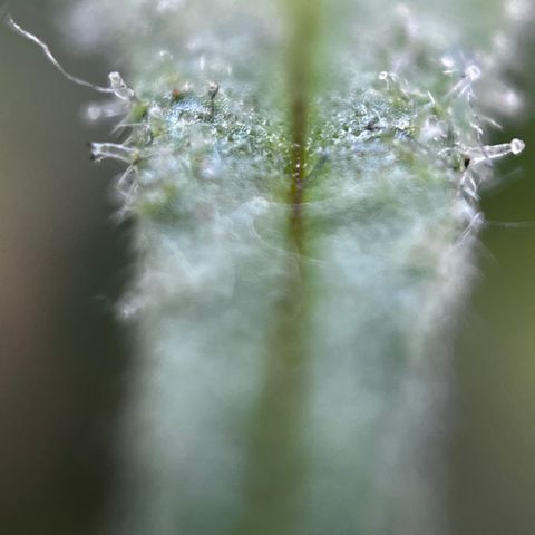 Royal Jack (Auto)  growlog timeline photo