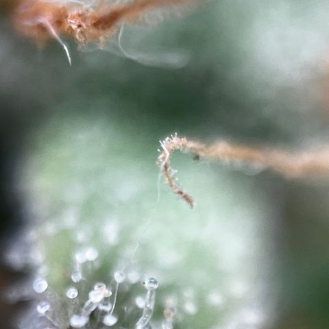 Royal Jack (Auto)  growlog timeline photo