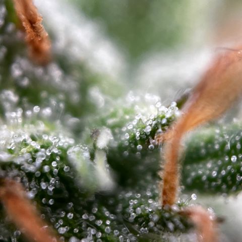Royal Jack (Auto)  growlog timeline photo