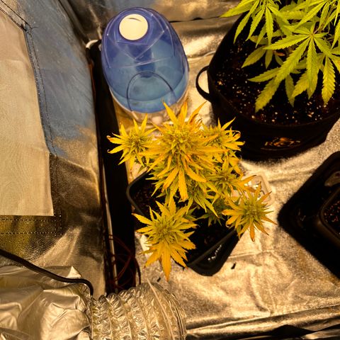 Quick One growlog timeline photo