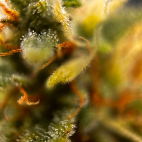 Quick One growlog timeline photo