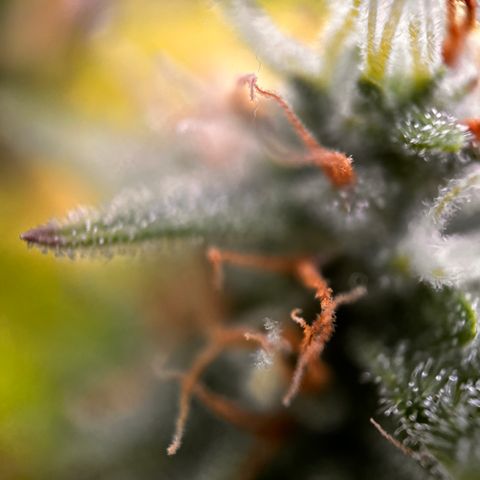 Quick One growlog timeline photo