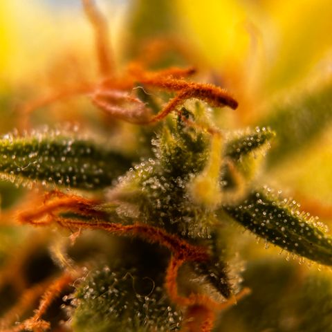 Quick One growlog timeline photo