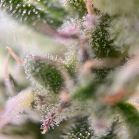 Girl Scout Cookies growlog timeline photo