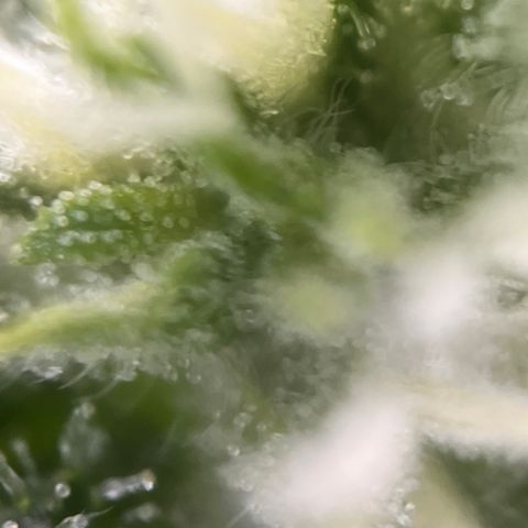 Girl Scout Cookies growlog timeline photo