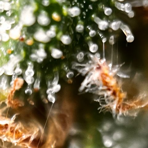 Northern lights auto  growlog timeline photo