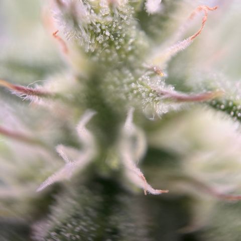 Girl Scout Cookies growlog timeline photo
