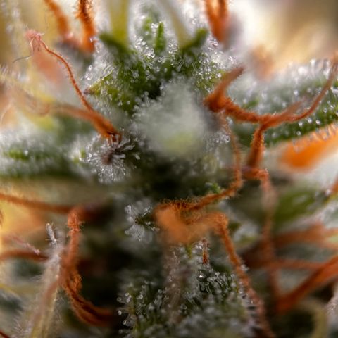 Quick One growlog timeline photo