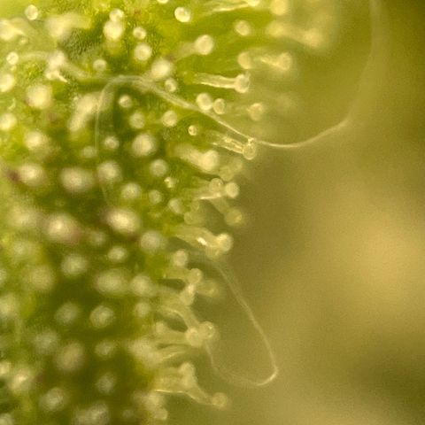 Girl Scout Cookies growlog timeline photo