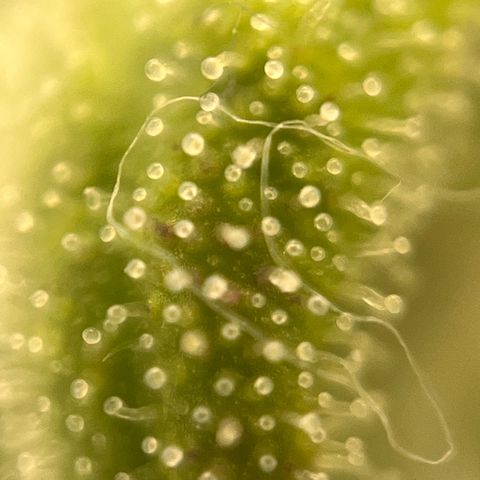 Girl Scout Cookies growlog timeline photo