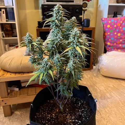 Girl Scout Cookies growlog timeline photo