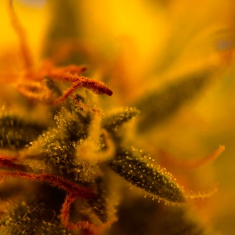 Quick One growlog timeline photo
