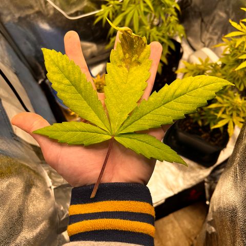 Girl Scout Cookies growlog timeline photo