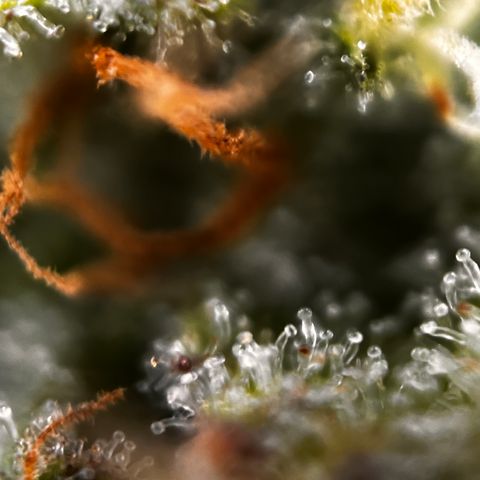 Quick One growlog timeline photo