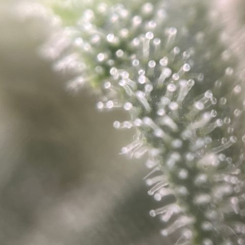 Girl Scout Cookies growlog timeline photo