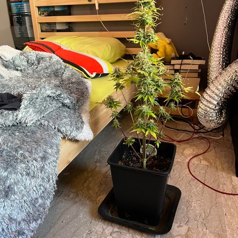 Northern lights auto  growlog timeline photo