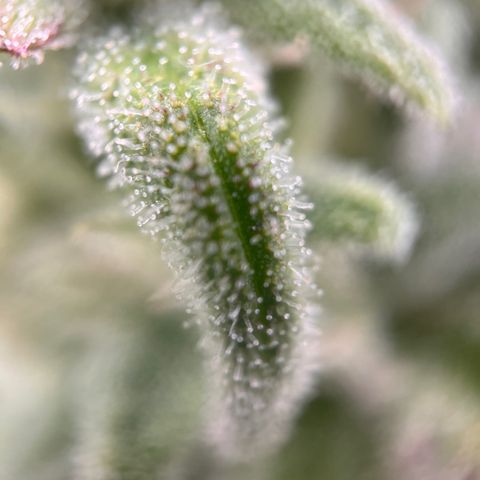 Girl Scout Cookies growlog timeline photo