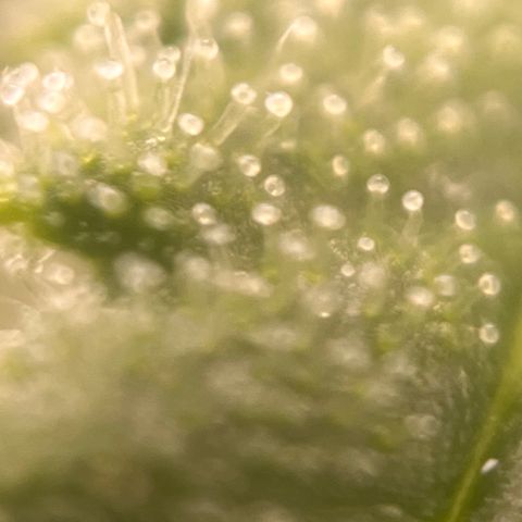 Girl Scout Cookies growlog timeline photo