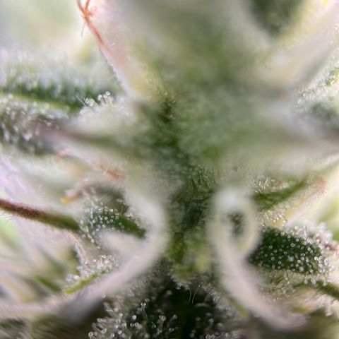 Girl Scout Cookies growlog timeline photo