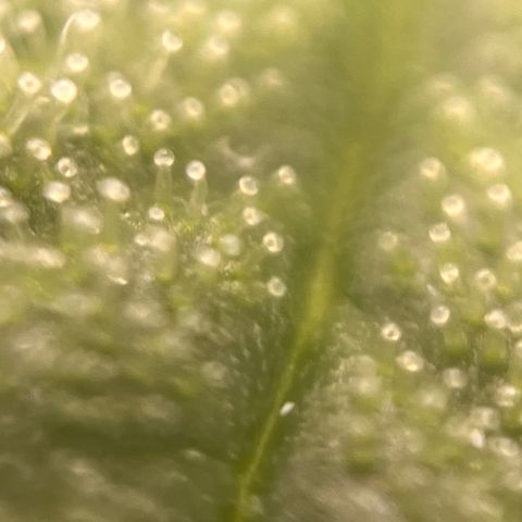 Girl Scout Cookies growlog timeline photo