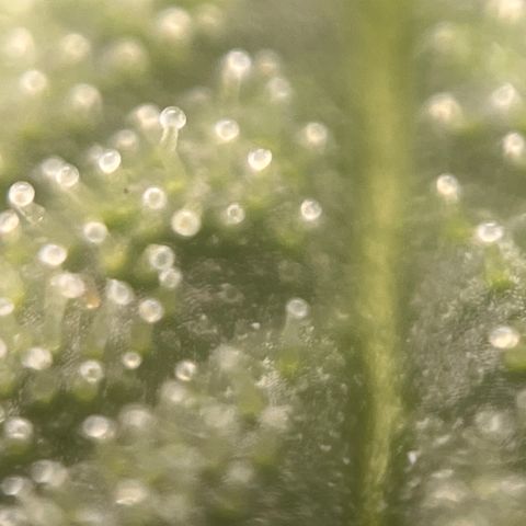 Girl Scout Cookies growlog timeline photo
