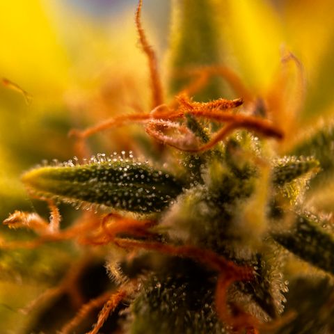 Quick One growlog timeline photo