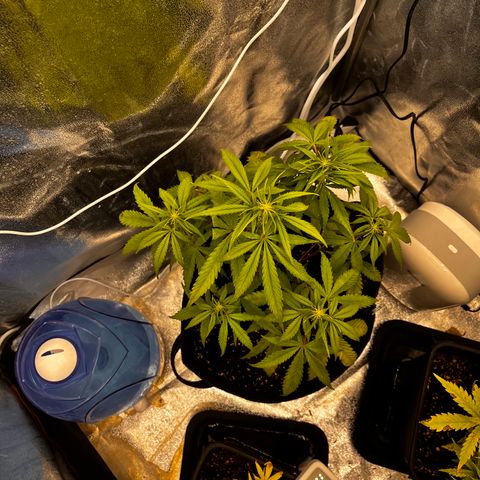 Girl Scout Cookies growlog timeline photo
