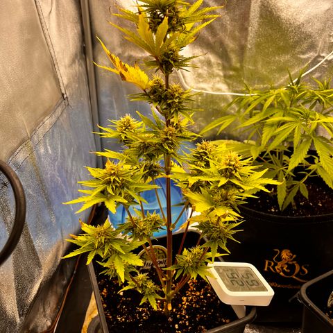 Quick One growlog timeline photo