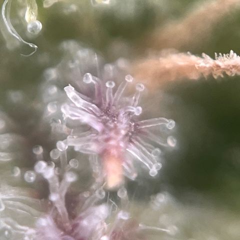 Girl Scout Cookies growlog timeline photo