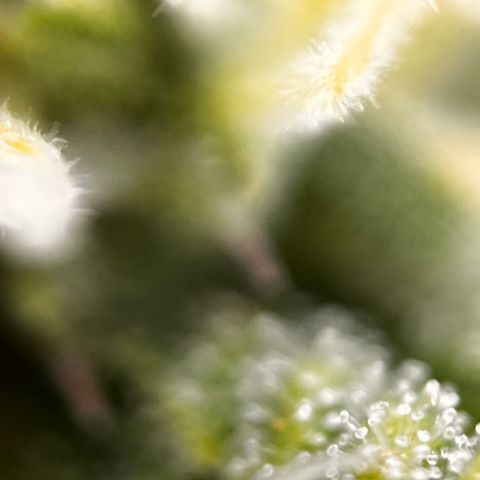 Northern lights auto  growlog timeline photo