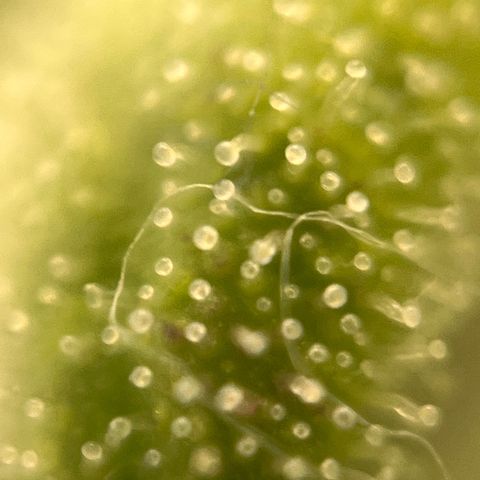 Girl Scout Cookies growlog timeline photo