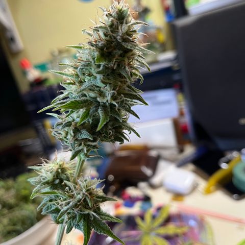 Northern lights auto  growlog timeline photo