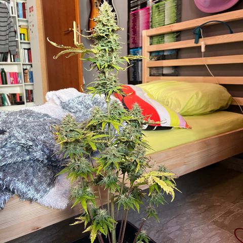 Northern lights auto  growlog timeline photo