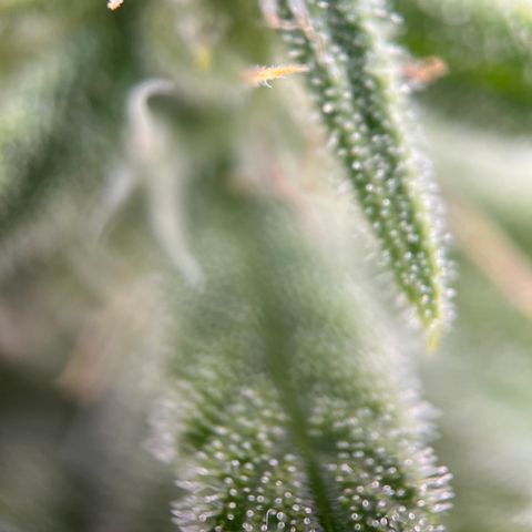 Girl Scout Cookies growlog timeline photo