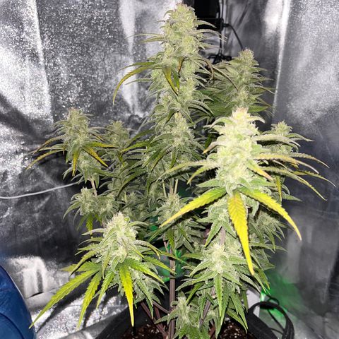 Girl Scout Cookies growlog timeline photo