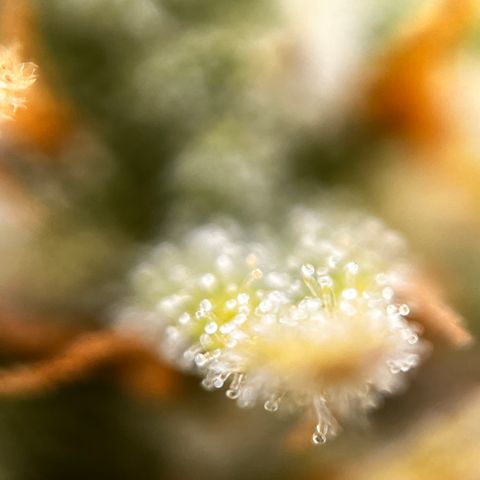 Quick One growlog timeline photo