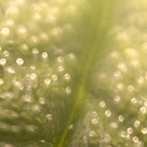 Girl Scout Cookies growlog timeline photo
