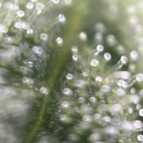 Girl Scout Cookies growlog timeline photo