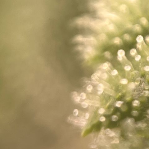 Girl Scout Cookies growlog timeline photo