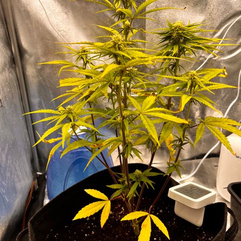 Girl Scout Cookies growlog timeline photo