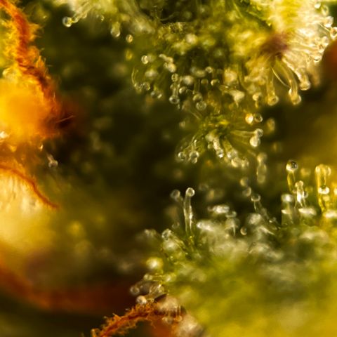 Quick One growlog timeline photo
