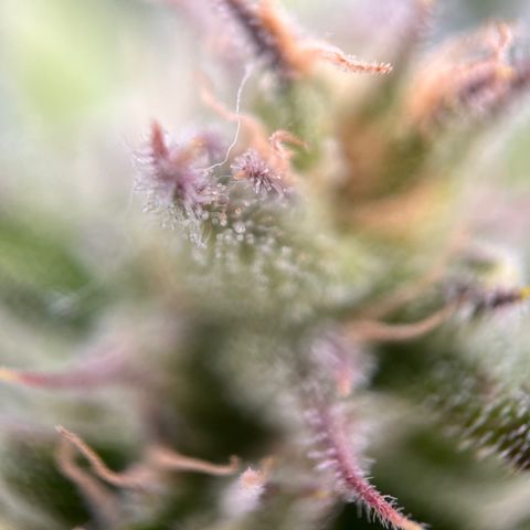 Girl Scout Cookies growlog timeline photo
