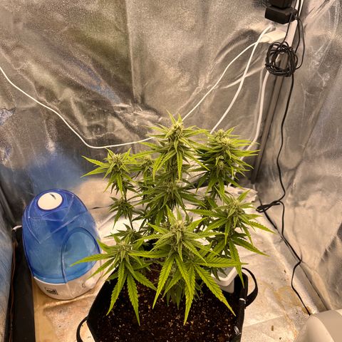 Girl Scout Cookies growlog timeline photo