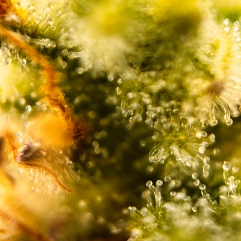 Quick One growlog timeline photo