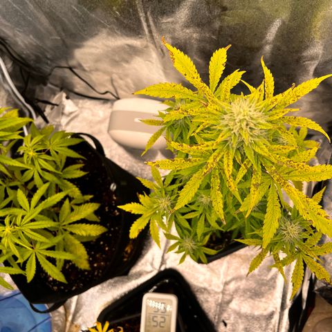 Northern lights auto  growlog timeline photo