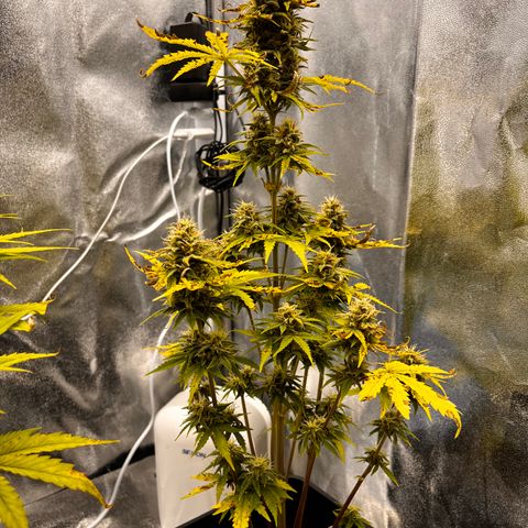 Northern lights auto  growlog timeline photo