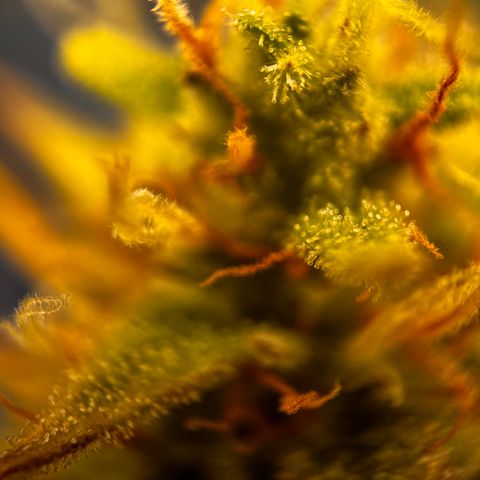 Quick One growlog timeline photo